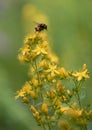 Hairy St Johnâs-wort Hypericum hirsutum, flowers with bumblebee flying away